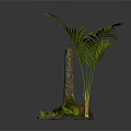 Lush Palm Plant with Tree Trunk Small Green Plants Moss and Brown Ground Cover