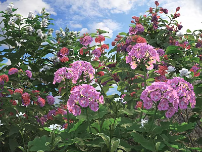 Colorful Flowering Shrubs With Pink Purple White Blooms Green Leaves And Blue Sky 3d model