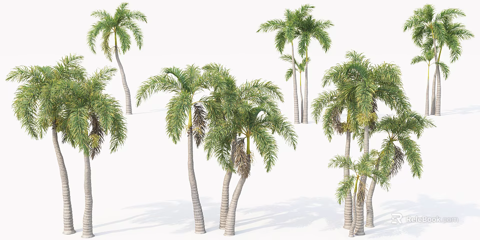 Lush Tropical Palm Trees With Tall Trunks And Green Fronds In Garden 3d model 
