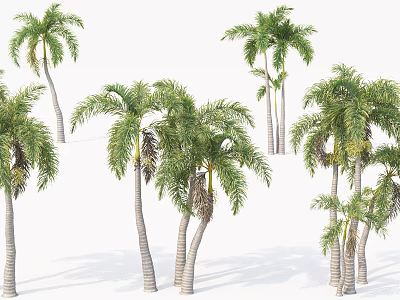 Lush Tropical Palm Trees With Tall Trunks And Green Fronds In Garden 3d model