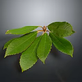 Multiple Fresh Green Plant Leaves With Serrated Edges On Dark Background