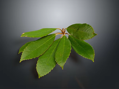 Multiple Fresh Green Plant Leaves With Serrated Edges On Dark Background 3d model
