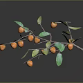 Persimmon tree fruit 3d model