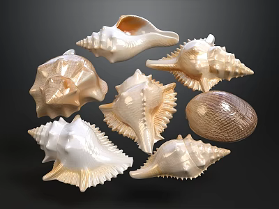 Beautiful Seashell Collection With Various Shapes And Colors On Dark Background 3d model