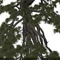 Six Arbor Trees 3D Models with Different Poses on Dark Background 3d model