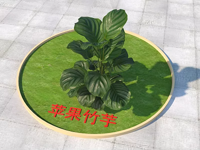 Apple Calathea Plant Growing In Circular Grassy Area With Wooden Border On Stone Pavement 3d model