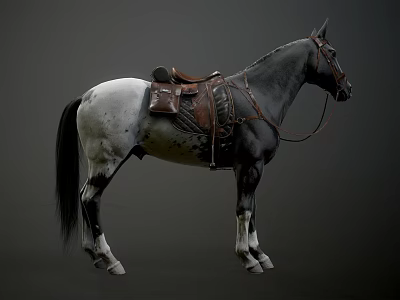 Gray And White Horse With Leather Saddle And Bridle Standing Elegantly 3d model Gray And White Horse With Leather Saddle And Bridle Standing Elegantly 3d model