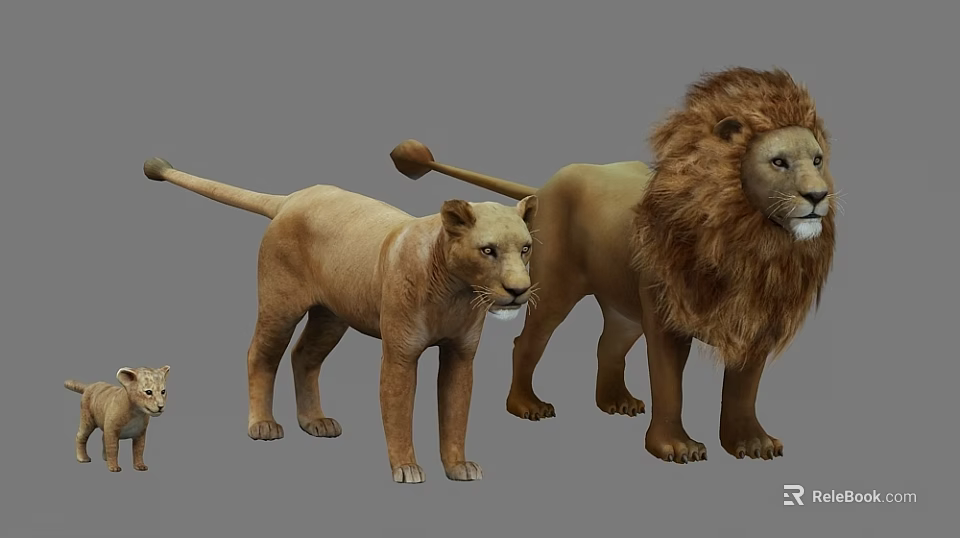 Detailed Lion Models Featuring Adult Male Female and Cub in Various Sizes 3d model 