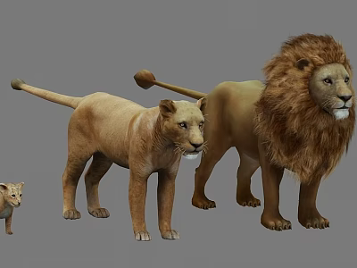 Detailed Lion Models Featuring Adult Male Female and Cub in Various Sizes 3d model