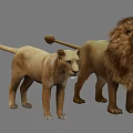 Detailed Lion Models Featuring Adult Male Female and Cub in Various Sizes