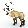 Reindeer With Large Antlers And Brown White Coat Standing On White Background