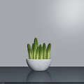 Cactus Bonsai Plant in White Pot On Gray Table With Light Gray Wall Background