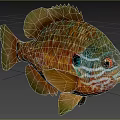 Vibrant Tropical Fish With Colorful Orange Green Blue Scales Large Eyes And Distinctive Fins