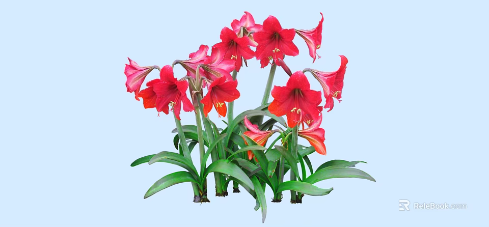 Blooming Red and Pink Amaryllis Flowers with Green Leaves Growing Together 3d model 