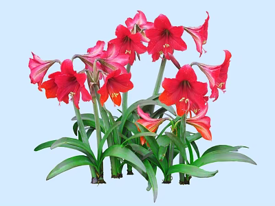 Blooming Red and Pink Amaryllis Flowers with Green Leaves Growing Together 3d model