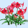 Blooming Red and Pink Amaryllis Flowers with Green Leaves Growing Together