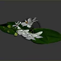 White Orchid Plant with White Flowers and Green Leaves in Black Pot Against Gray Background