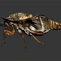 Detailed Cicada With Transparent Golden Edged Wings And Brown Body On Dark Background