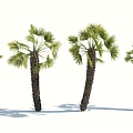 Modern Palm Tree 3d model