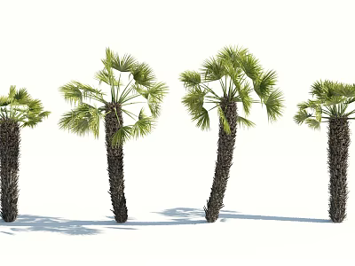 Various Forms Of Palm Trees With Thick Trunks And Fan Shaped Fronds 3d model