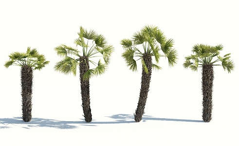 Modern Palm Tree 3d model