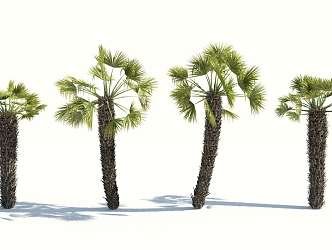 Modern Palm Tree 3d model