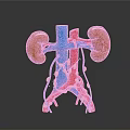 Detailed 3D Model Of Human Kidneys With Blood Vessels And Surrounding Tissues