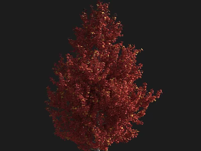Elegant Tall Tree With Vibrant Red Leaves And Lush Autumn Foliage 3d model