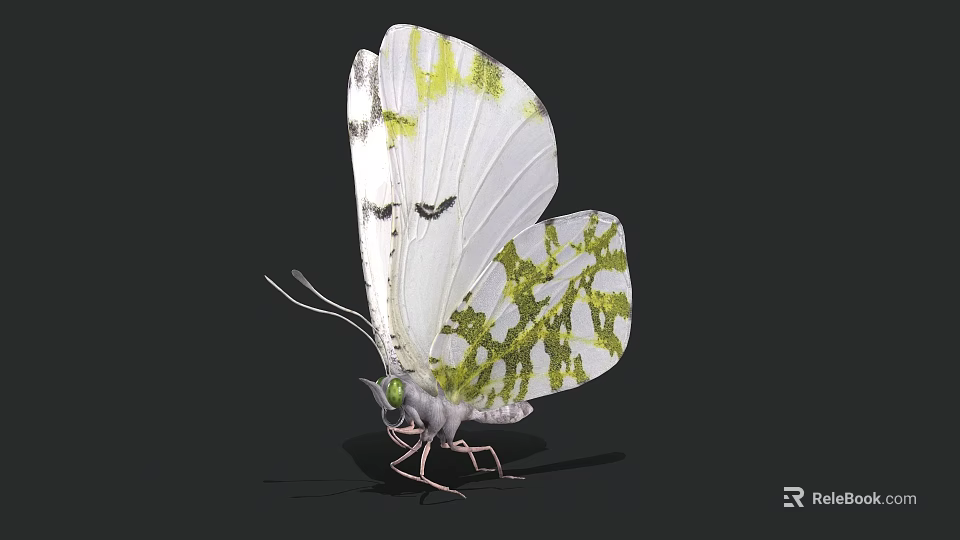 Realistic White Butterfly With Green Patterns On Wings Against Black Background 3d model