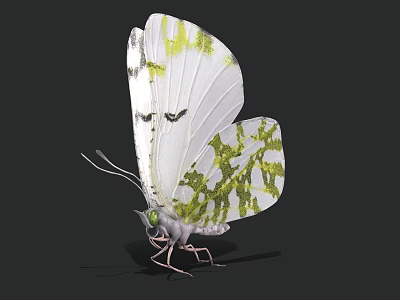 Realistic White Butterfly With Green Patterns On Wings Against Black Background 3d model