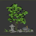 Green Leafy Plant With Stones Small Waterfall Moss And Pathway
