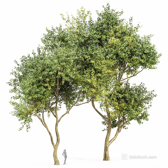 Tall Lush Green Arbor Trees With Thick Trunks And Dense Foliage 3d model 