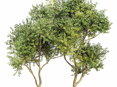 Tall Lush Green Arbor Trees With Thick Trunks And Dense Foliage 3d model