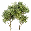 Tall Lush Green Arbor Trees With Thick Trunks And Dense Foliage