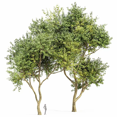 Tall Lush Green Arbor Trees With Thick Trunks And Dense Foliage 3d model