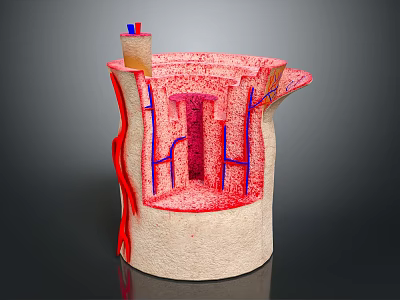 Human Organ And Hair Follicle Cross Section With Blood Vessels And Tissue Layers 3d model