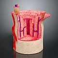 Human Organ And Hair Follicle Cross Section With Blood Vessels And Tissue Layers