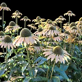 Blooming Echinacea Shrubs With Pale Yellow Flowers And Green Leaves In Garden