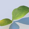 Green Leaf With Yellow Edge On Light Blue Background Visible Veins And Shadow Projection