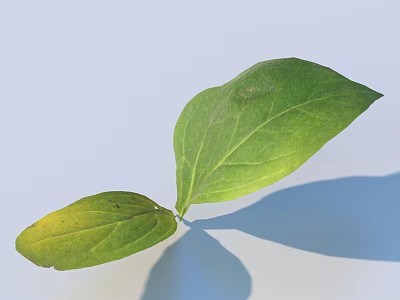Green Leaf With Yellow Edge On Light Blue Background Visible Veins And Shadow Projection 3d model
