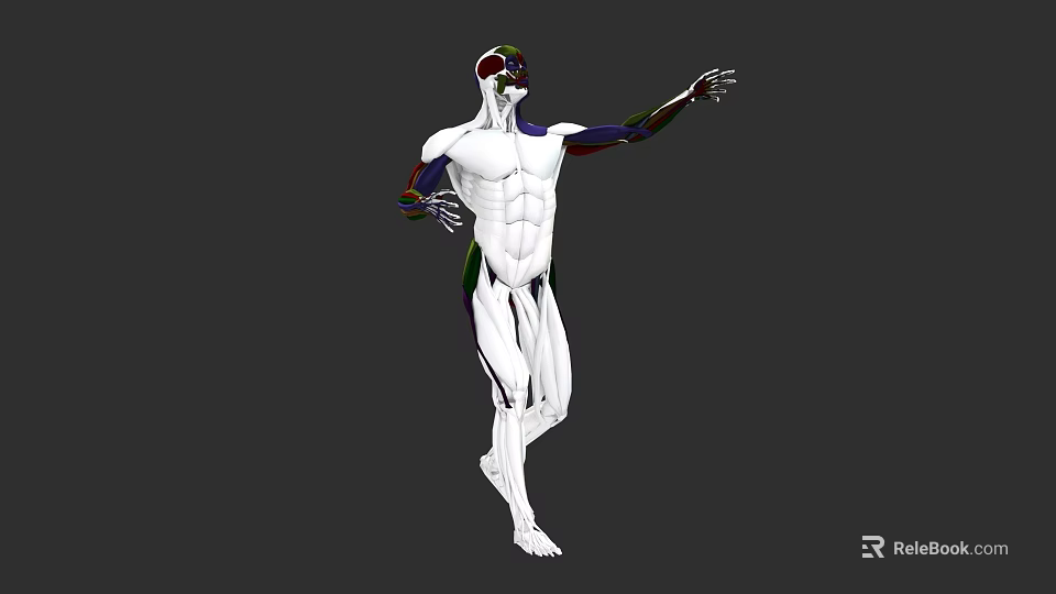 Detailed Human Organ System 3D Model With Muscular Skeletal Anatomical Visualization 3d model 