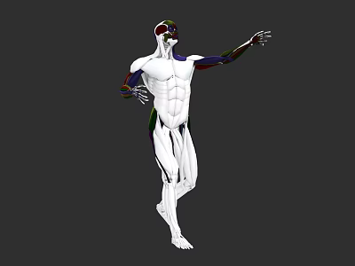 Detailed Human Organ System 3D Model With Muscular Skeletal Anatomical Visualization 3d model
