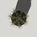 Simple Indoor Cactus Potted Plant In White Ceramic Pot For Home Decor