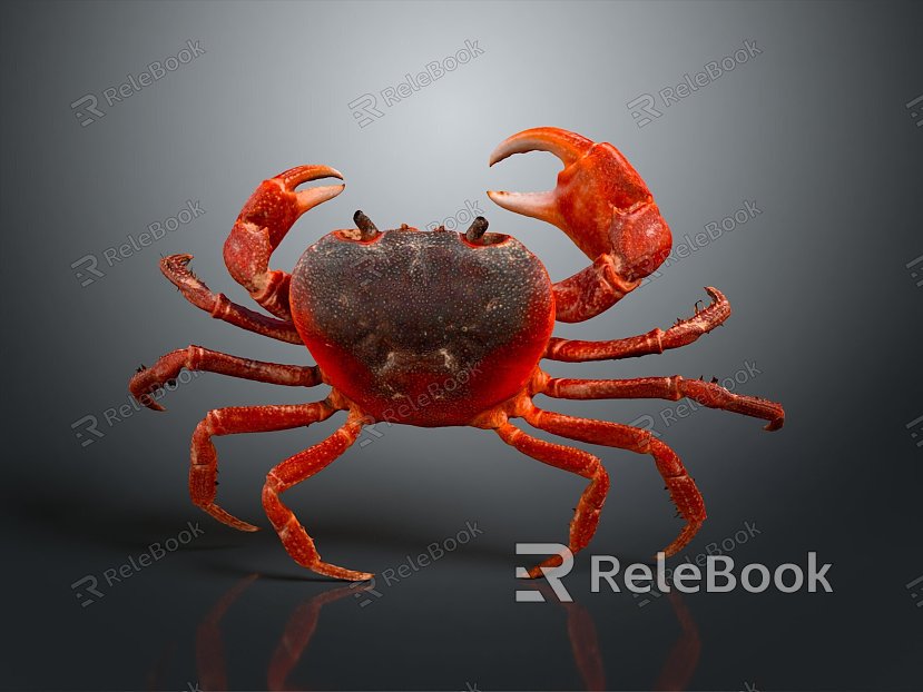 crab sea crab river crab hairy crab bread crab hermit crab big crab small crab marine animal fish model