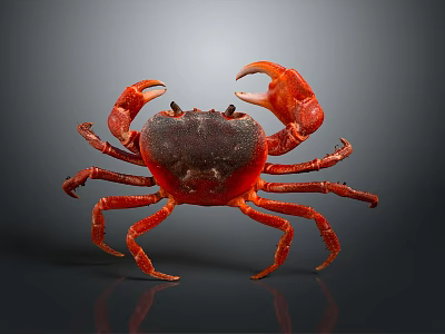 Red Aquatic Crab with Vibrant Red Shell and Claws on Gray Background with Reflective Surface 3d model