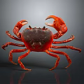Red Aquatic Crab with Vibrant Red Shell and Claws on Gray Background with Reflective Surface 3d model