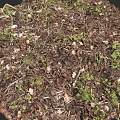 Natural Wooden Floor Surface Covered With Fallen Leaves And Small Plants