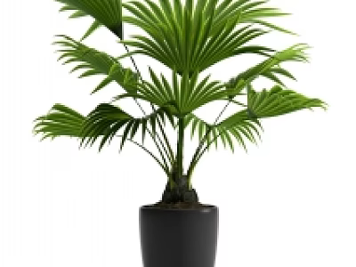 Decorative Indoor Potted Palm Plants With Green Leaves And Black Pots 3d model