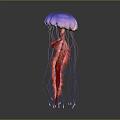 Mystical Humanoid Jellyfish Creature With Purple Bell Red Tentacles And Bioluminescent Glow Against Dark Backdrop