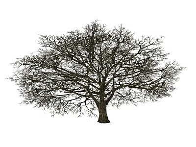 Natural Deciduous Arbor With Leafless Branches Strong Trunk Isolated On White Background 3d model